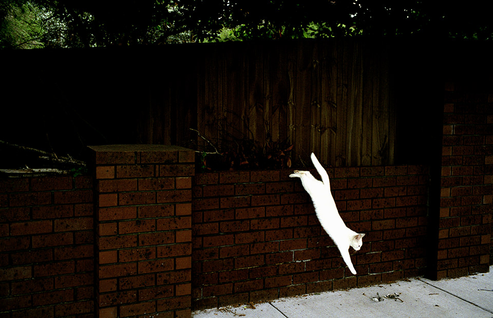 Eine weiße Katze springt eine Mauer hinunter. Melbourne, Straßenfotografie von Jesse Marlow.