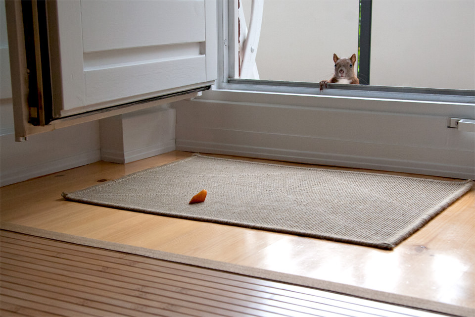 Ein Eichhörnchen wartet an der Tür