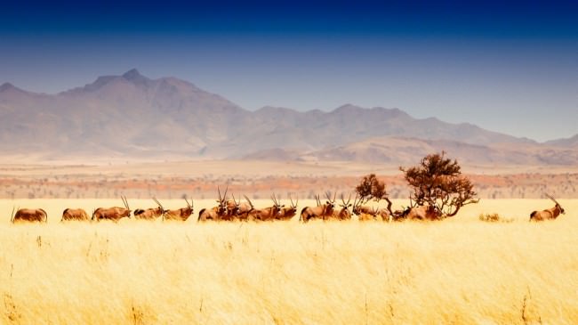 Eine Herde Oryxe im hohen, gelben Gras vor einem Gebirge.