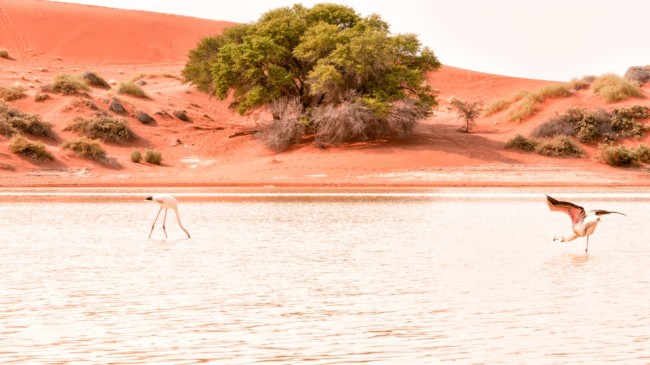 Flamingos in einem See vor roter Dünenlandschaft.