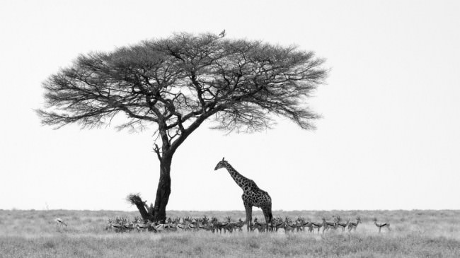 Eine Giratte und eine Herde Oryxe stehen im Schatten eines Baumes, auf dessen Spitze ein Vogel sitzt.