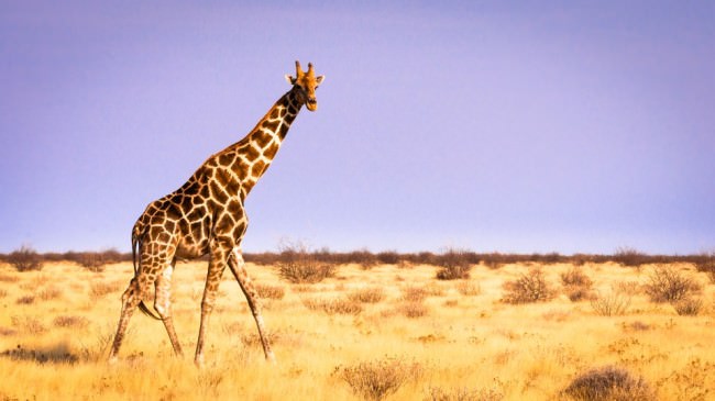 Eine Giraffe schreitet durch die Steppe.