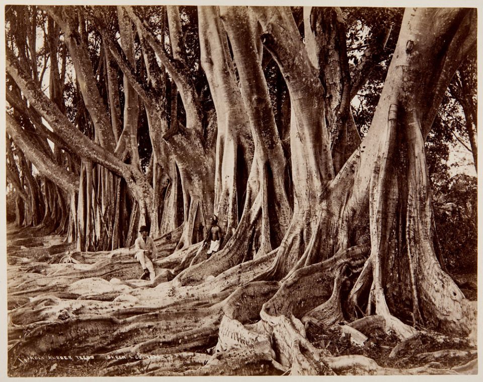 Eine Reihe indischer Gummibäume, auf deren großen Wurzeln zwei Männer sitzen.
