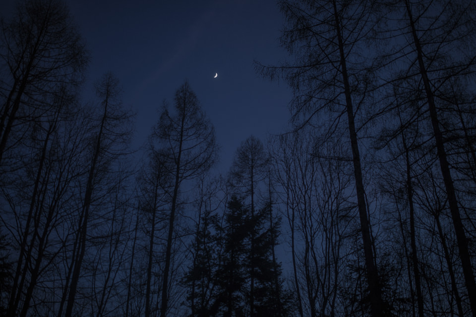 Ein Wald bei Nacht. Darüber die Mondsichel.
