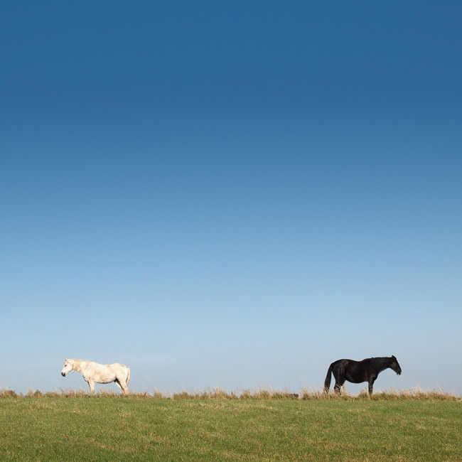 Zwei Pferde stehen auf einer Wiese und sehen in entgegengesetzte Richtungen.