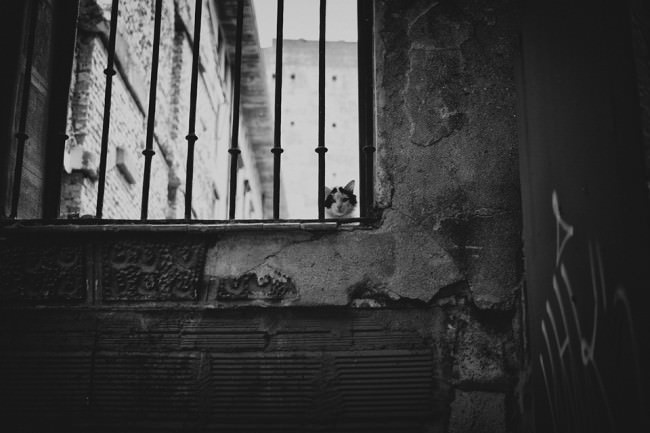 Eine Katze sitzt auf einer Mauer und schaut durch ein Gitter.