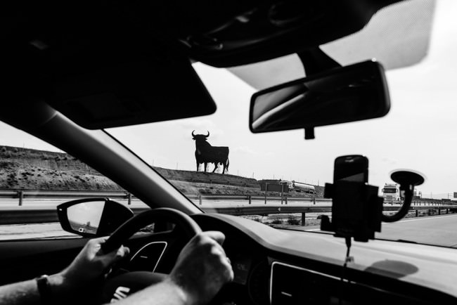 Durch ein Autofenster sieht man einen Stier.