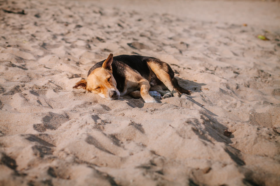 Schlafender Hund am Strand