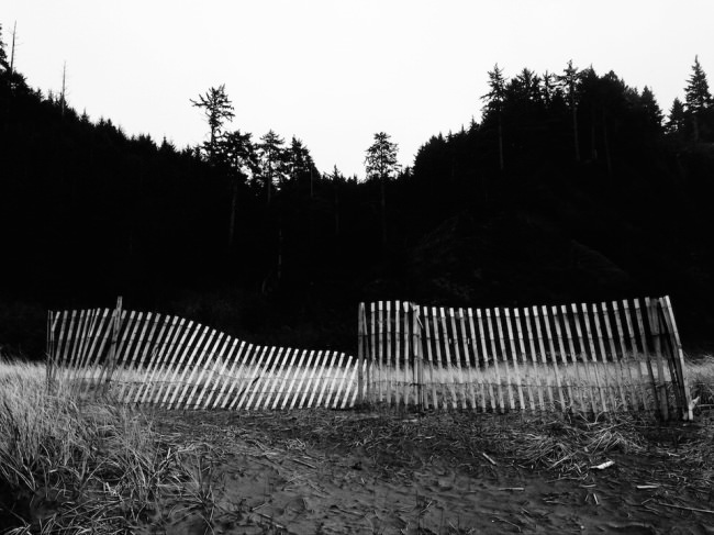 Ein Zaun vor einem dunklen Wald.