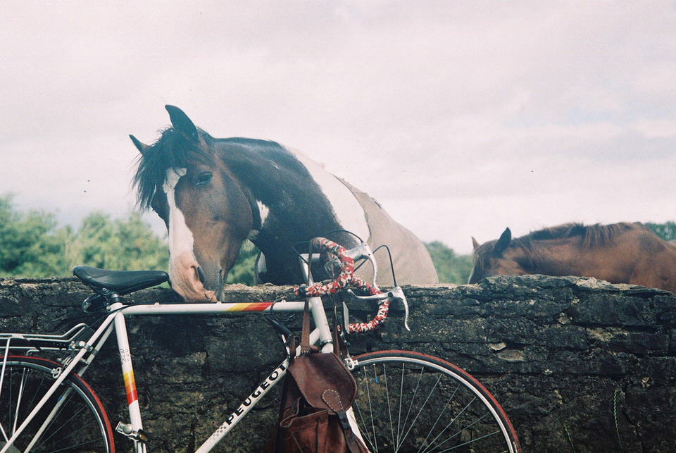 Ein Pferd leckt an einem Rennrad. 