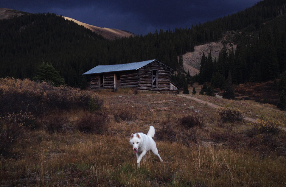 Ein Hund rennt über eine Wiese. Im Hintergrund eine Holzhütte.