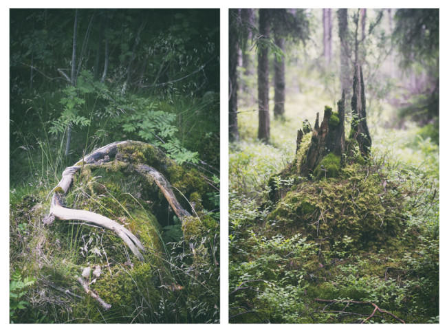 Diptychon zweier Baumstämme im Wald