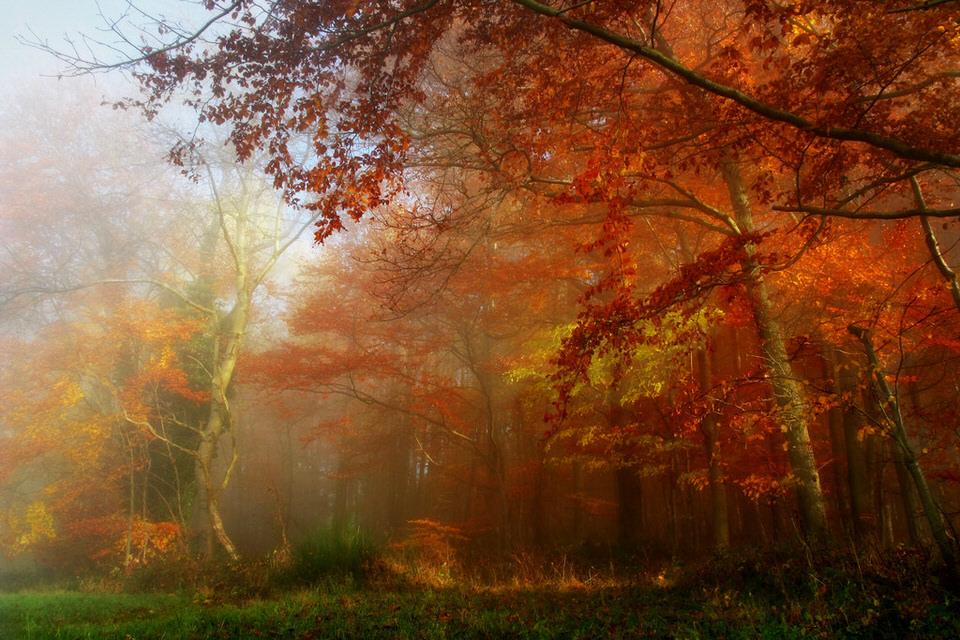 Ein herbstlich-roter Wald im Nebel