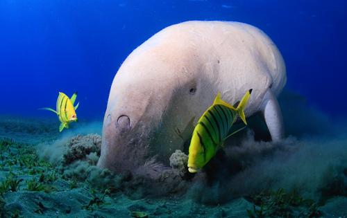 Unterwasserfotografie - mit der Kamera auf Tauchstation