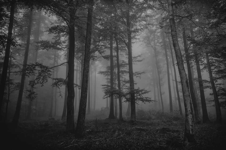 Du siehst einen Wald, der voller Nebel ist - die Aufnahme ist schwarzweiß