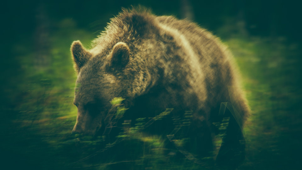 Bear_©_Alexander-Kopatz
