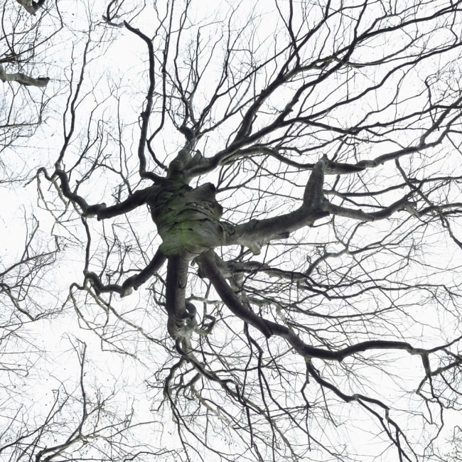 Baum Wald Luft Holz Weite Photoshop Dichte Surreal 