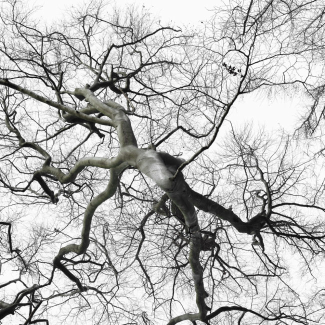 Baum Wald Luft Holz Weite Photoshop Dichte Surreal