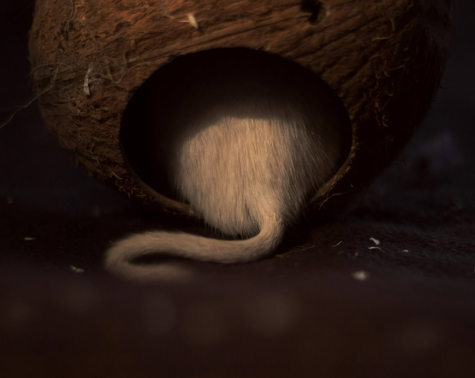 Mouse-©-Vreni