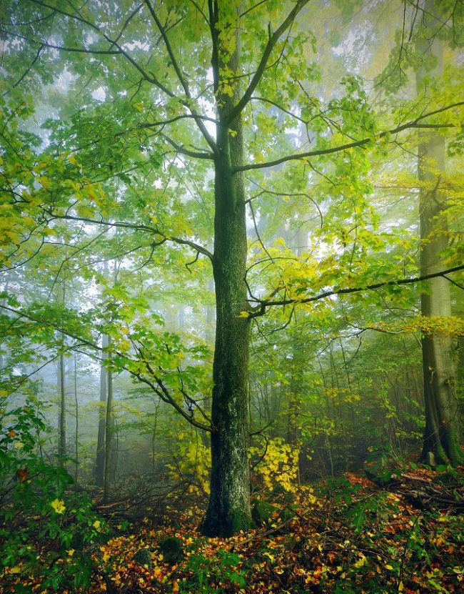 Wald © Kilian Schönberger