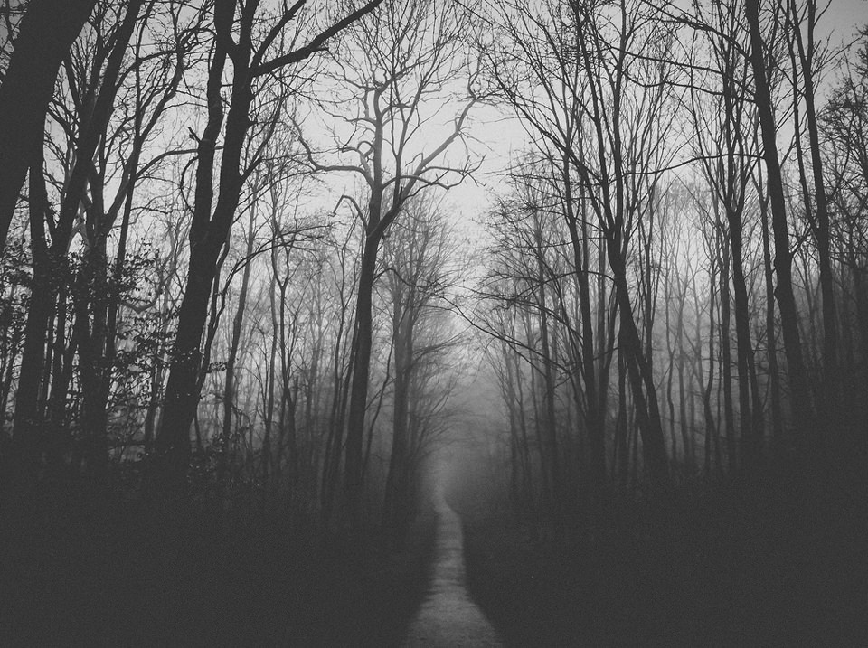Wald, Nebel, schwarzweiß, Grau, Dunkel, Nacht, Dark, Wood, Landscape, Landschaft,