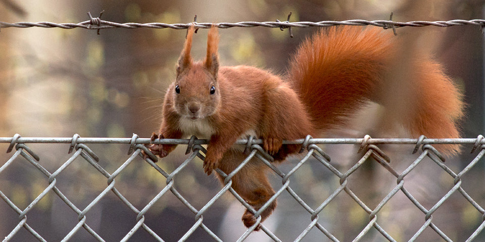 Ein Eichhörnchen auf einem Zaun.