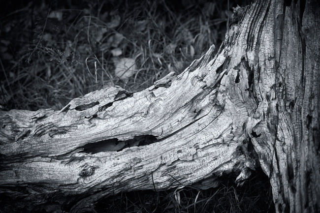 Dead Tree 3 © Sebastian Baumer