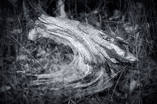 Dead Tree 5 © Sebastian Baumer