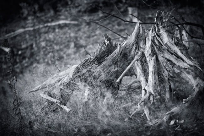 Dead Tree 9 © Sebastian Baumer