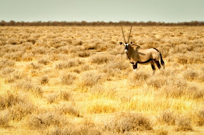 Eine Oryxantilope in der Steppe.