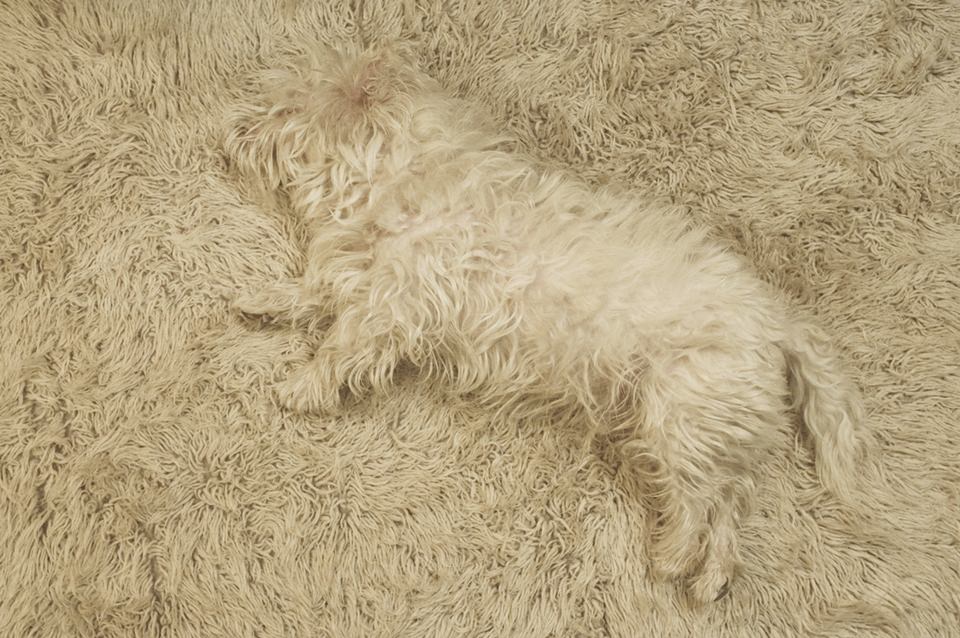 Ein weißer Hund auf weißem Teppich
