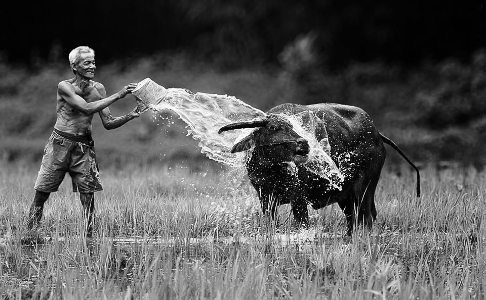 Ein Mann schüttet einen Eimer Wasser über einen Büffel aus.
