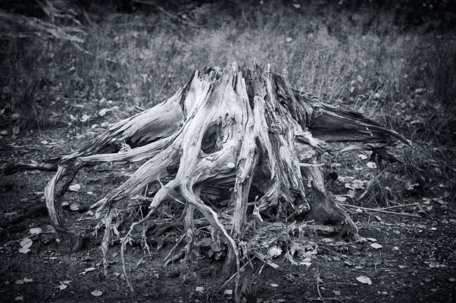 Die Wurzel eines toten Baumes