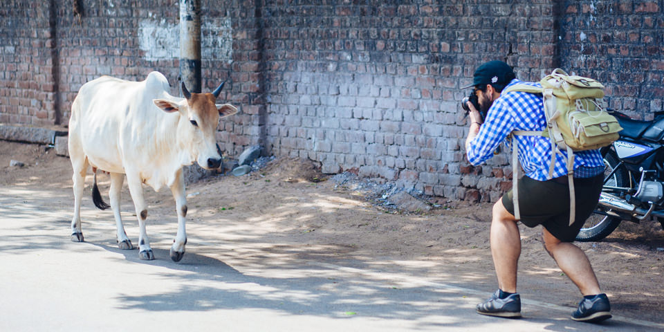 Ein mann fotografiert eine Kuh