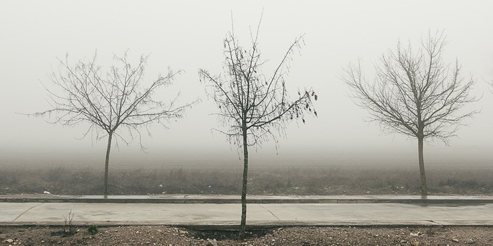 Drei kahle Bäume am Straßenrand vor dichtem Nebel.