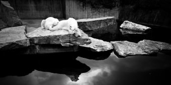 Zwei Eisbären sitzen auf einem Felsen