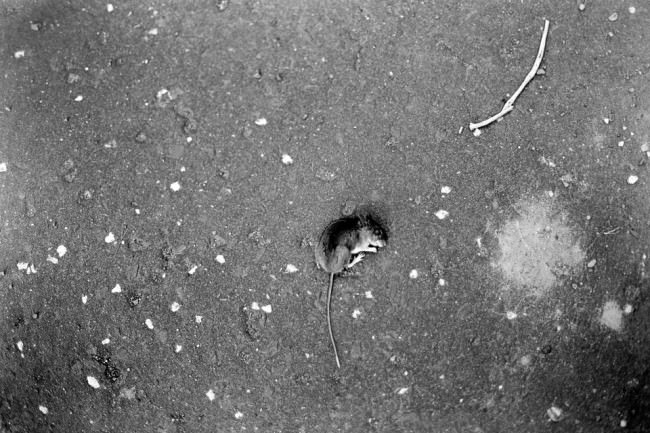 Eine tote Maus auf Asphalt.