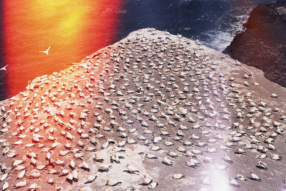 Hunderte Vögel versammeln sich auf einem Felsen. Draufsicht. 