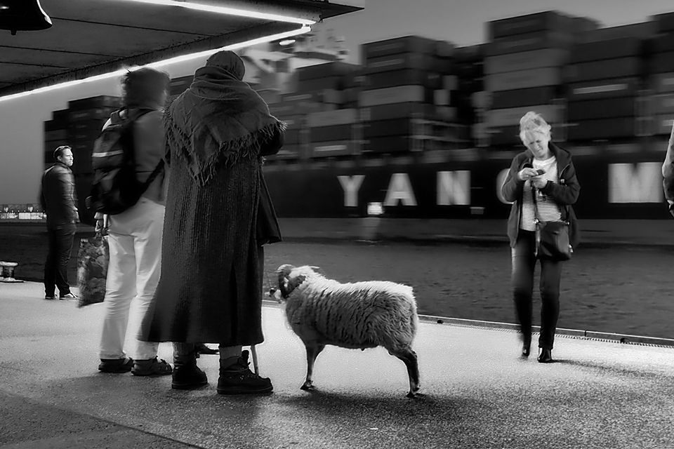 Sheepstop © Happy! Andrea