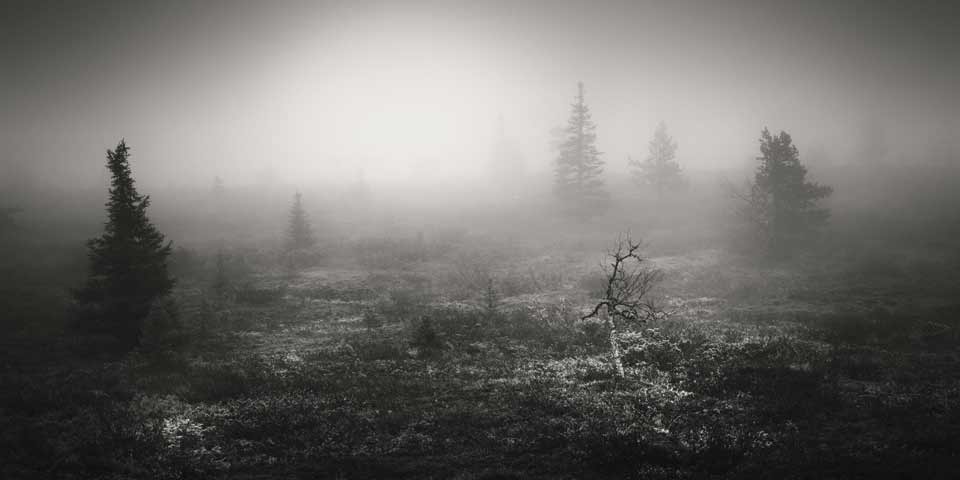 Eine karge Landschaft im Nebel