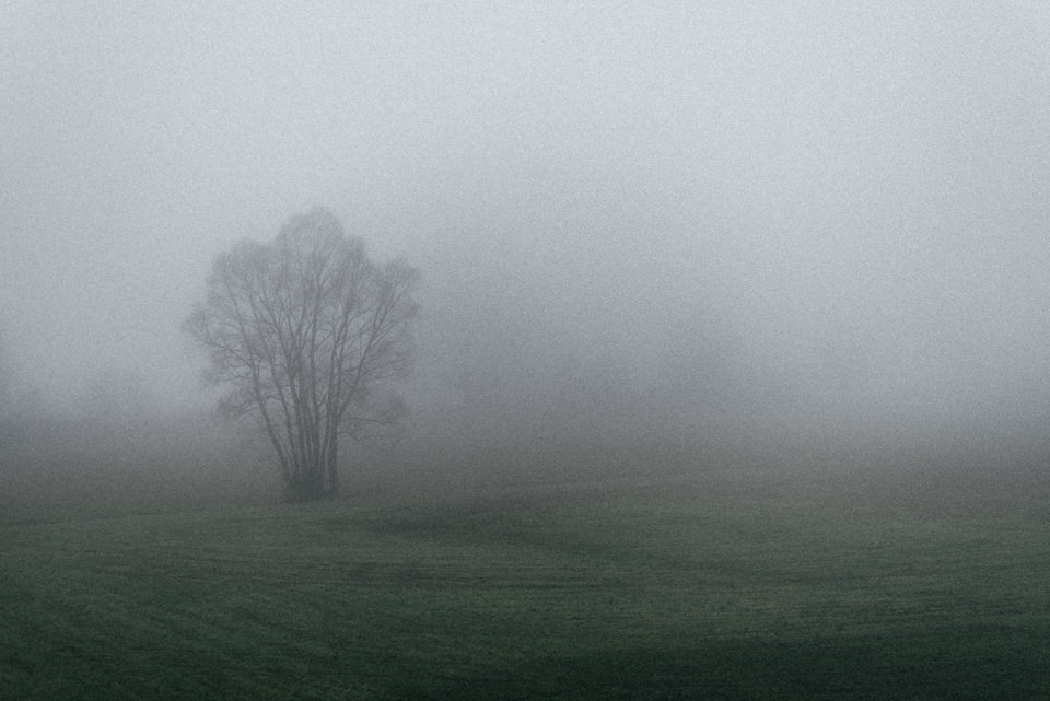 Ein Baum im Nebel