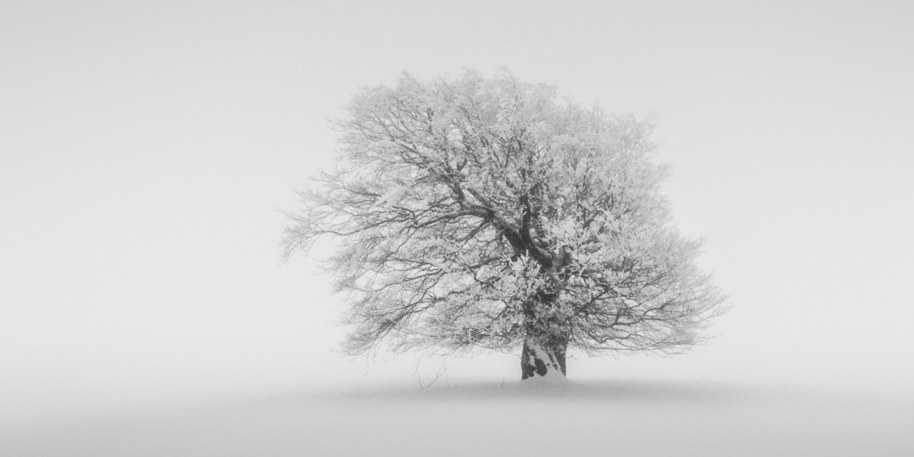 Ein einzelner Baum im Schnee.