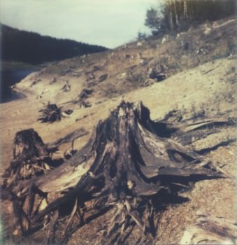 Toter Baumstamm am Ufer eines Sees.