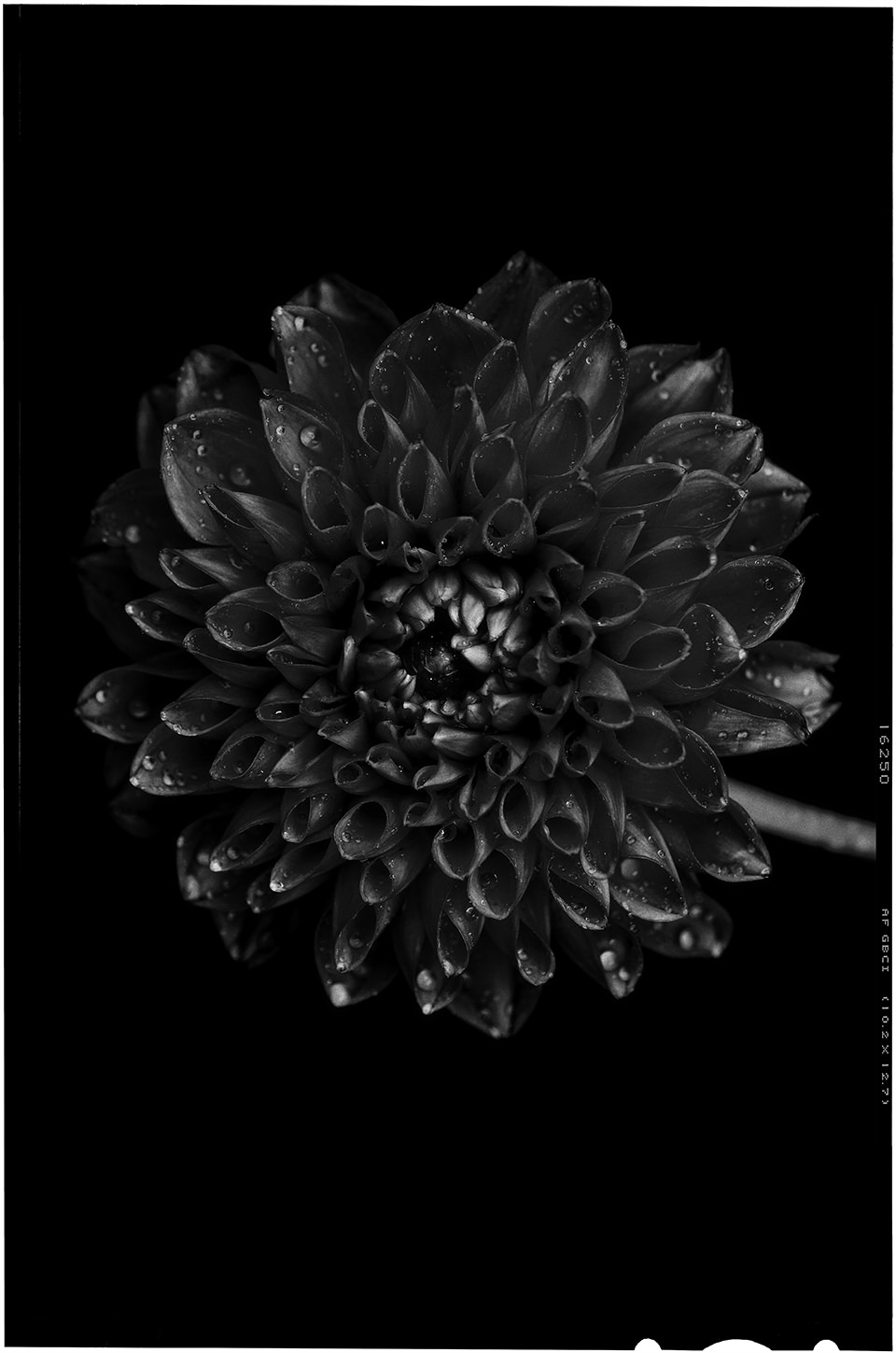 Schwarze Blume mit schwarzem Hintergrund.