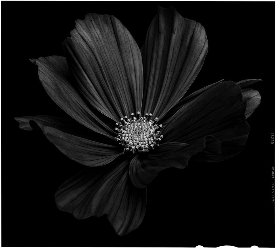 Schwarze Blume mit schwarzem Hintergrund.