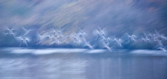 Langzeitbelichtung von fliegenden Vögeln über einer Wasserfläche.