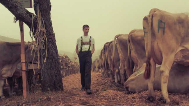 Ein junger Mann geht an einer Reihe Kühe entlang.