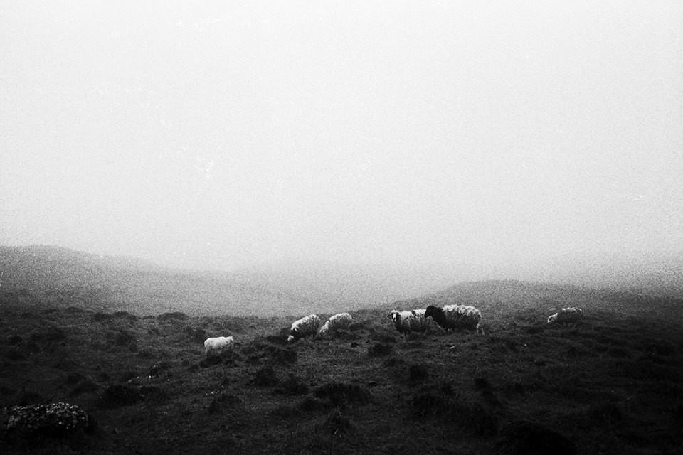 Nebel über einer Schafsweide