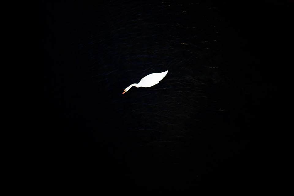 Ein weißer Schwan auf einem schwarzen See.
