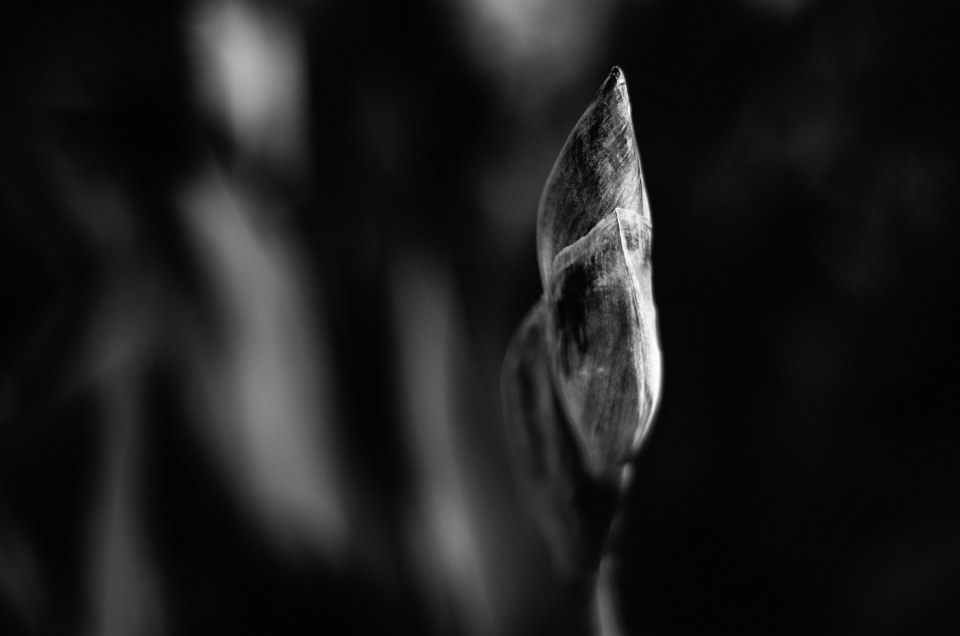 Blütenknopse in schwarzweiß.